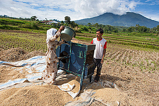 稻米,收获,靠近,机械,分隔,稻谷,空,苏门答腊岛,印度尼西亚