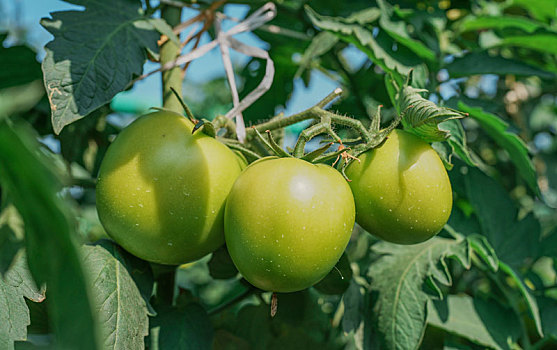 羊城广州初冬农科院菜园菜心菜地里的指天椒