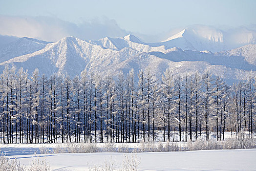 冬天,北海道,日本