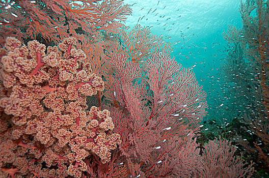 珊瑚礁,樱花,珊瑚,红色,巴厘岛,印度尼西亚,亚洲