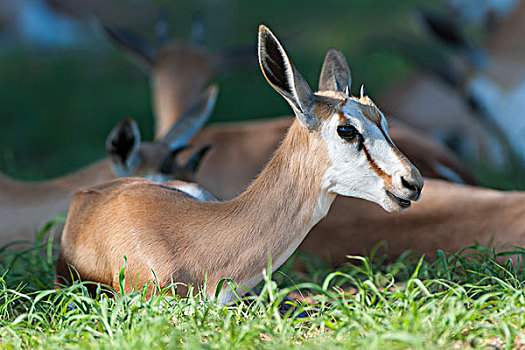 幼兽,跳羚,卧,草,卡拉哈迪大羚羊国家公园,北开普,南非,非洲