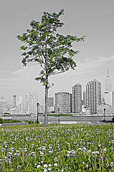 野花,土地,曼哈顿,天际线,背景,纽约,美国