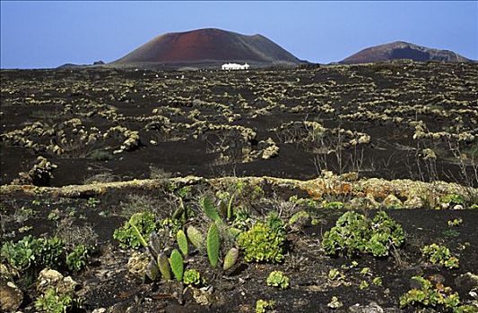 火山口,靠近,兰索罗特岛,加纳利群岛,大西洋,西班牙,欧洲