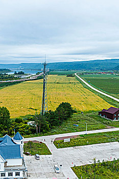 田野