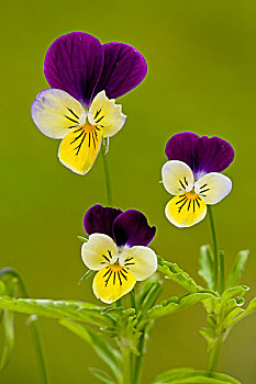 三色堇,花,普通,耕地,杂草,英格兰,英国,欧洲
