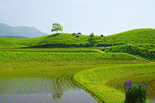 稻米梯田,熊本,日本