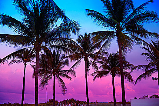 迈阿密海滩,南海滩,日落,棕榈树,海滨大道,佛罗里达