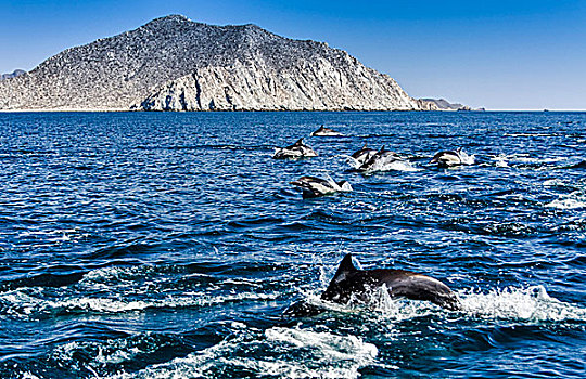 墨西哥,常见海豚,真海豚,游动,海中