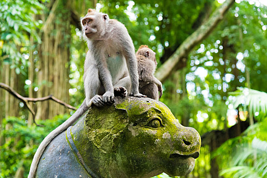 短尾猿,猴子,树林,巴厘岛,印度尼西亚