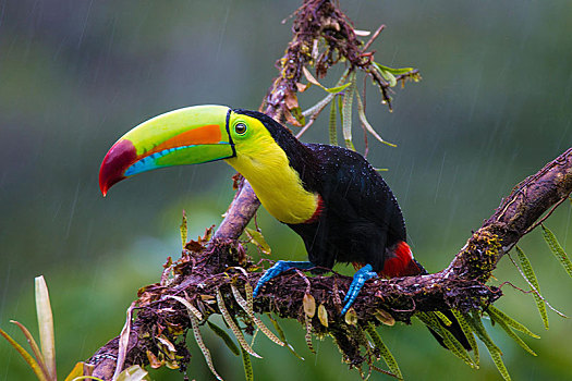 巨嘴鸟,坐,枝条,雨,省,哥斯达黎加,中美洲
