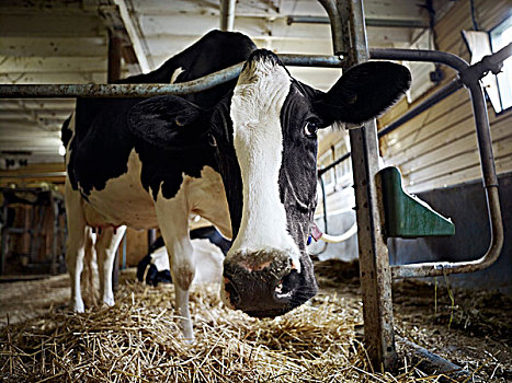 肖像,黑白花牛,奶牛,安大略省,加拿大