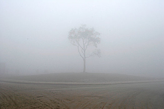 孤单,树,浓厚,雾气