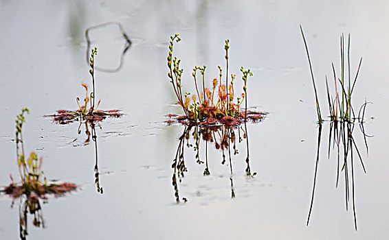 长叶茅膏菜,茅膏菜,花序,湿地,水塘