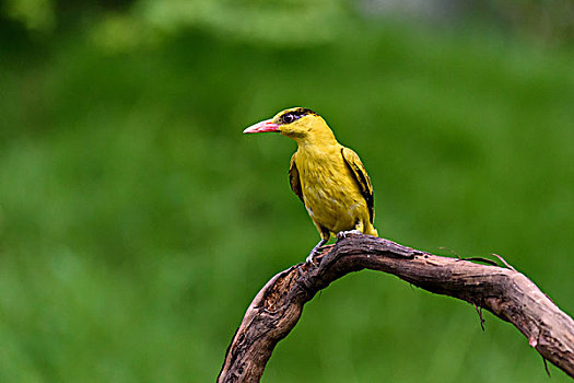 黄鹂鸟
