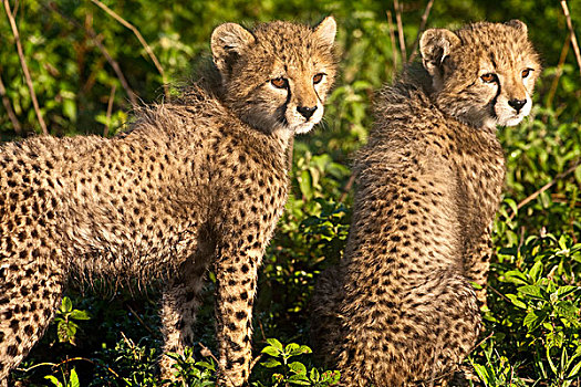 非洲,坦桑尼亚,印度豹,幼兽,恩戈罗恩戈罗,保护区