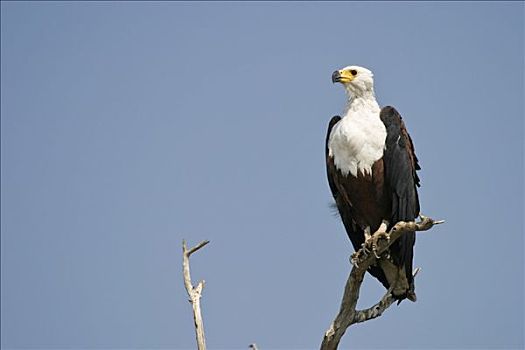 非洲鱼鹰,吼海雕,乔贝,河,乔贝国家公园,博茨瓦纳,非洲