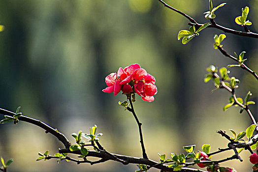 贴梗海棠花卉