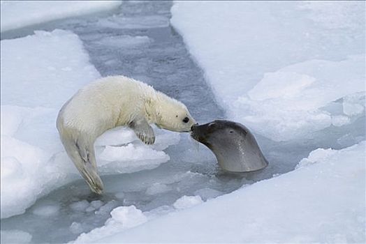 鞍纹海豹,琴海豹,平面,裂缝,冰,靠近,幼仔,圣劳伦斯湾,加拿大