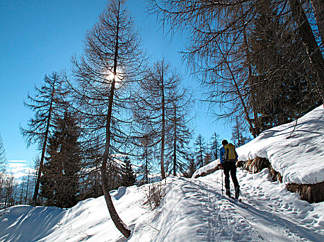 奥地利,北方,锡菲尔,孤单,男人,远足,旅游,滑雪,落叶松属植物,树林