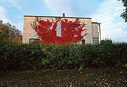 房子,红色,植物
