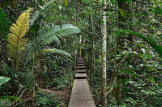木板路,雨林,马来西亚