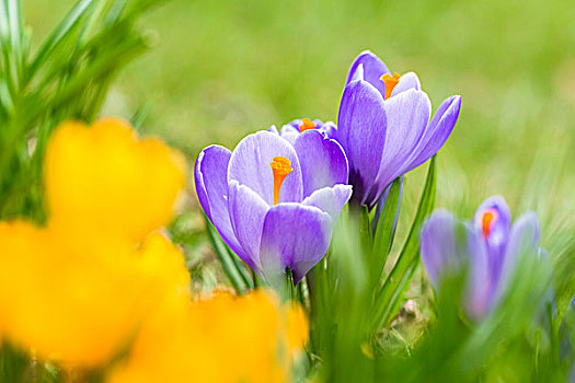 紫色,黄色,春天,藏红花,番红花属,贝尔吉施地区,北莱茵威斯特伐利亚,德国