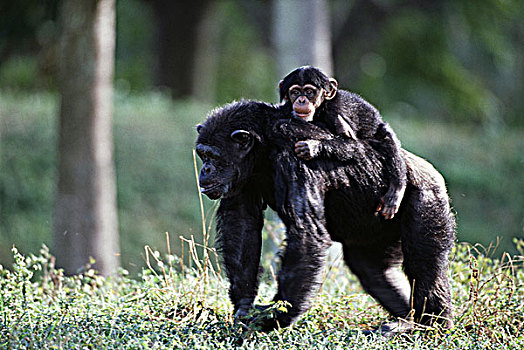 雌性,黑猩猩,类人猿,幼兽,一个,迈阿密,动物园,佛罗里达,美国