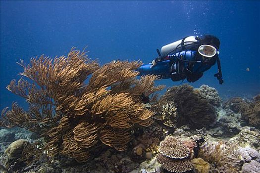 水下,国家公园,布那肯岛,苏拉威西岛,印度尼西亚