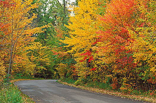 黄色,红色,秋天,枫树,公园,道路,野外,河,州立公园,明尼苏达