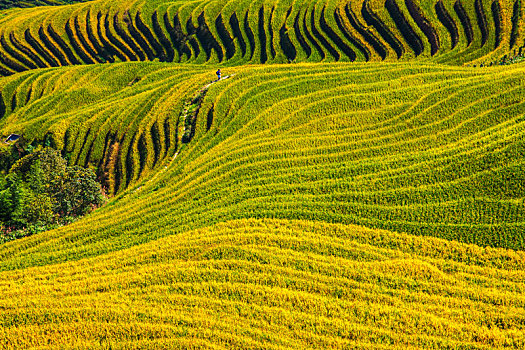 中国广西桂林龙脊梯田日照美景