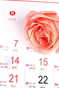 玫瑰,情人节,日历