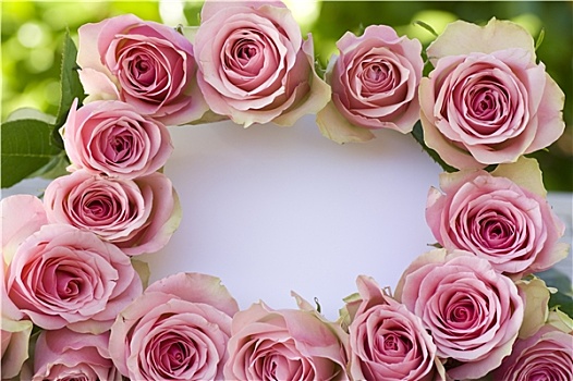 漂亮,粉色,玫瑰,白色,文字