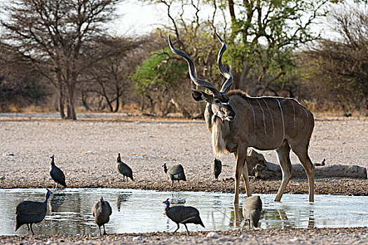 雄性,大捻角羚,吐绶鸡,水潭,卡拉哈里沙漠,博茨瓦纳,非洲