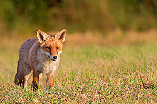 红狐,狐属,站立,草丛,英格兰东南,英国,欧洲