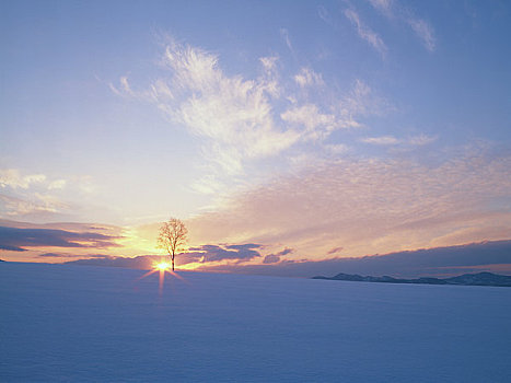 日出,白桦,雪原