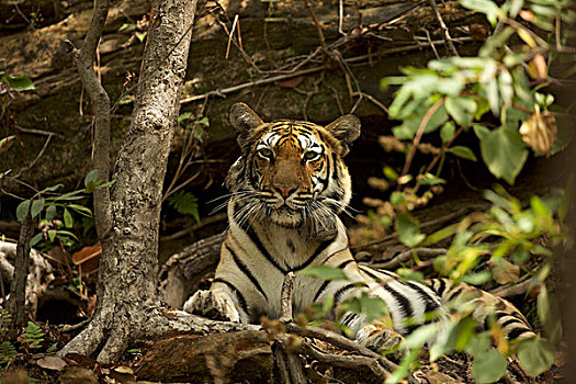 孟加拉虎,虎,国家公园,中央邦,印度