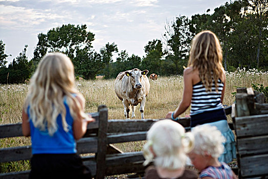 四个,女孩,看,母牛,瑞典