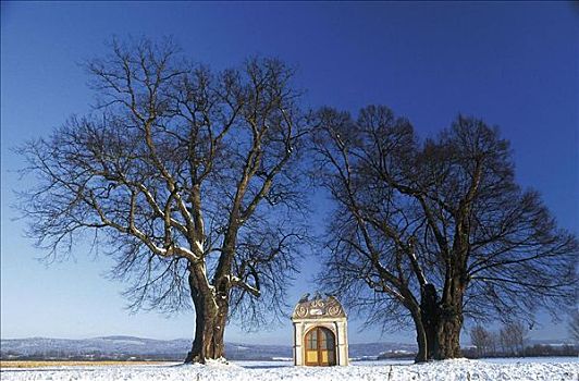 教堂,小教堂,树,酸橙树,椴树属,冬天,雪,普法尔茨,德国,欧洲