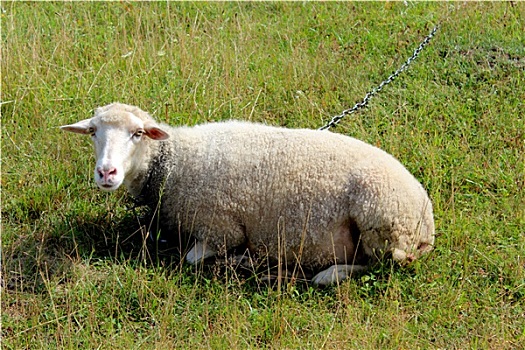白色,绵羊,放牧,草地