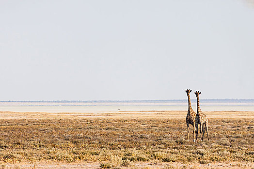 长颈鹿,站立,大草原,埃托沙国家公园,纳米比亚,非洲