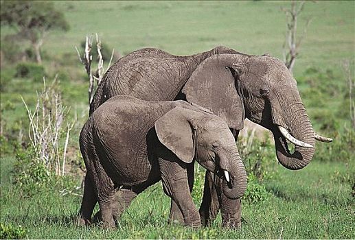 大象,非洲象,小动物,哺乳动物,马赛马拉,肯尼亚,非洲,动物