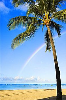 夏威夷,瓦胡岛,檀香山,海滩,公园,棕榈树,彩虹