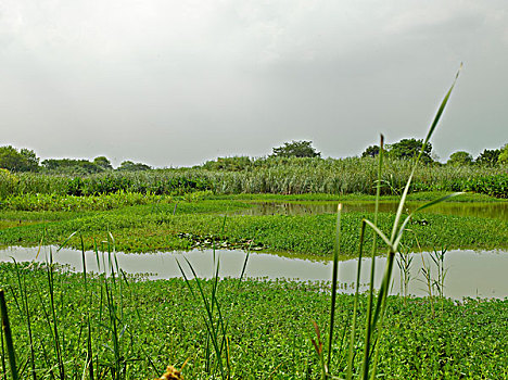 杭州西溪湿地