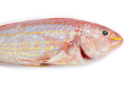 红鲷鱼,鱼肉,隔绝,白色背景,背景