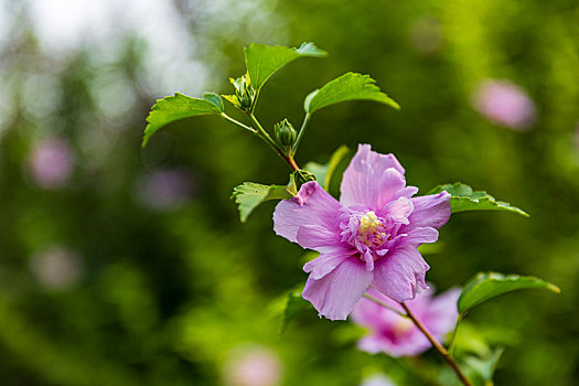 木槿