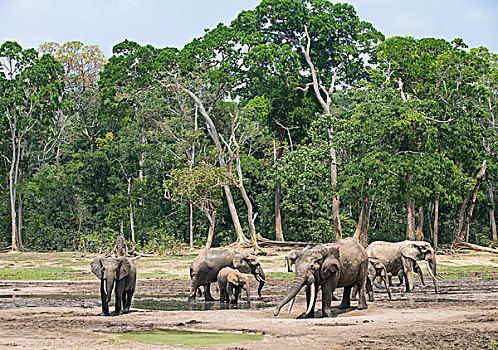 中非共和国,树林,大象