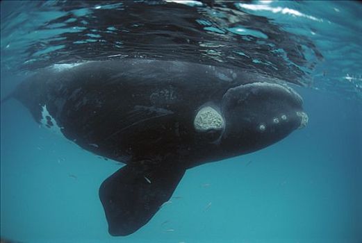 南露脊鲸,平面,澳大利亚