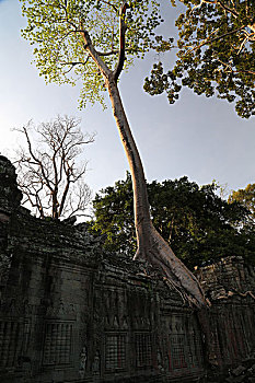 柬埔寨吴哥窟塔布伦寺