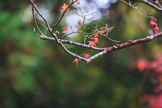 日本,关西,树枝上,红色,枫叶