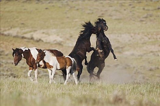 马,种马,争斗,上方,雌性,草原,普赖尔山野马放牧区,蒙大拿,美国